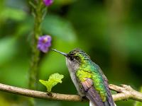 Kleiner grünschillernder Kolibri